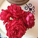 Saily 2* كوروبي